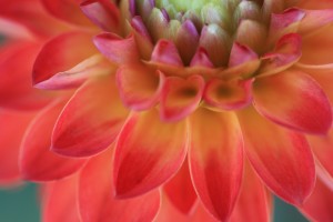 closeup of flower with pollen