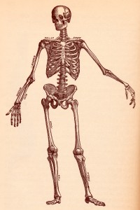 illustration of a skeleton in old-timey style