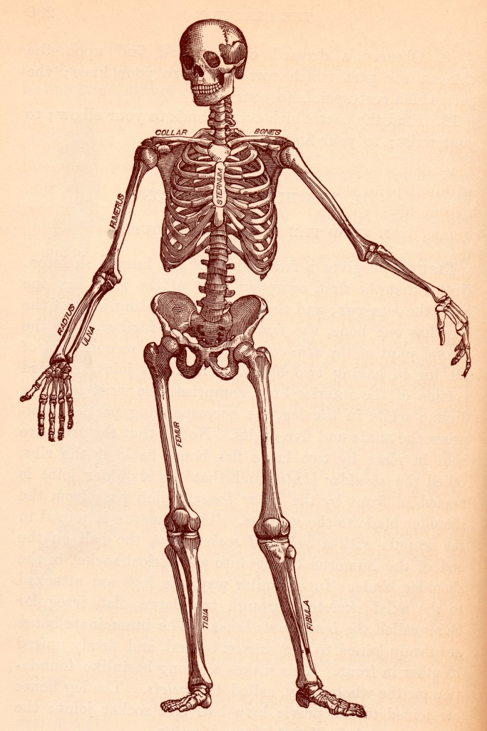 stockvault-human-skeleton-circa-1911148433