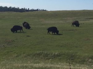 Buffalo roaming on grassland